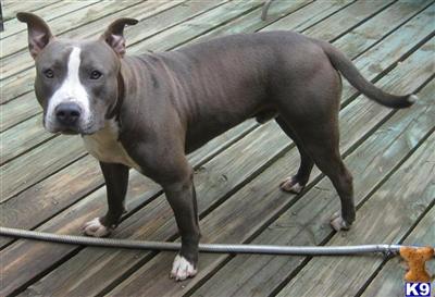 Stud Dogs - American Pit Bull